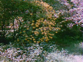 Load video: Meet Honey – vintage film of Honey in a garden, surrounded by flowers and slow, sensual stillness